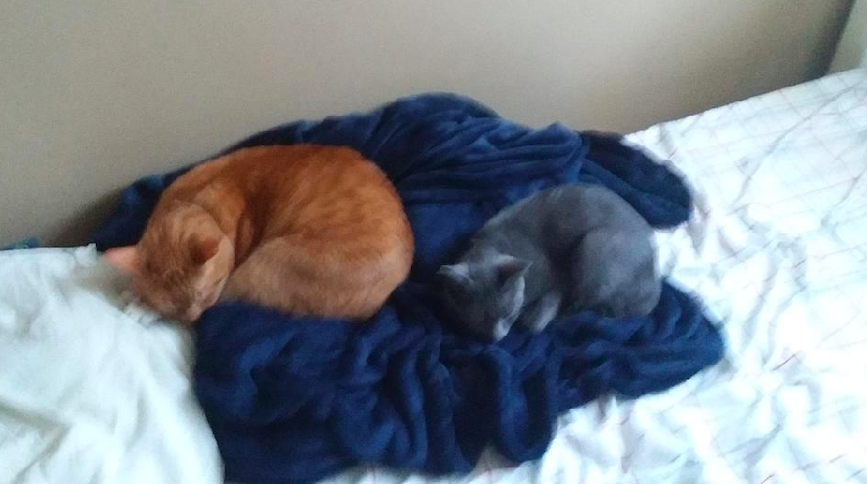 Geraldine Triplett's cats